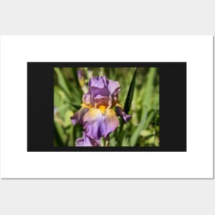 Lavender Iris 1 Posters and Art